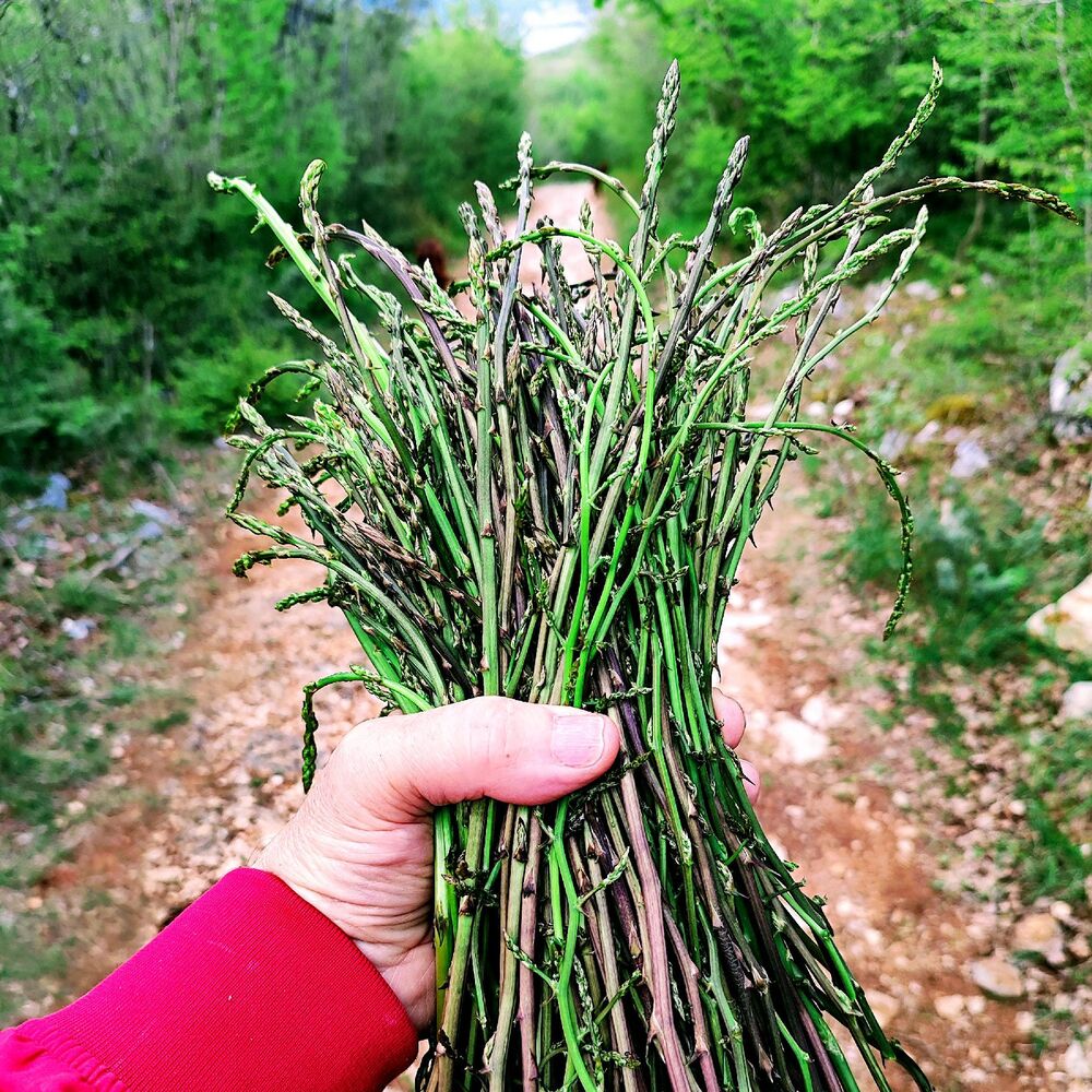 Wilder Spargel auf Krk – ein frisch gesammelter Bund auf einem Waldweg